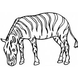 Dibujo para colorear: Cebra (Animales) #13133 - Dibujos para Colorear e Imprimir Gratis