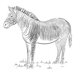 Dibujo Cebra (Animales) #197193 para imprimir y colorear