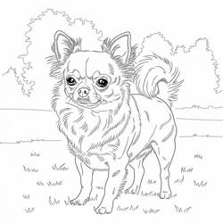 Dibujo Chihuahua (Animales) #219791 para imprimir y colorear