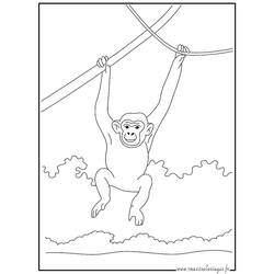 Dibujo para colorear: Chimpancé (Animales) #2761 - Dibujos para Colorear e Imprimir Gratis