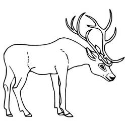 Dibujo Ciervo (Animales) #191046 para imprimir y colorear