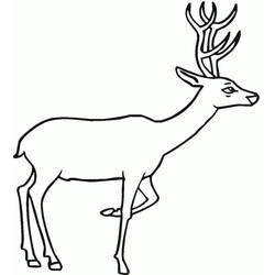 Dibujo Ciervo (Animales) #191065 para imprimir y colorear