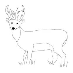 Dibujo Ciervo (Animales) #191068 para imprimir y colorear