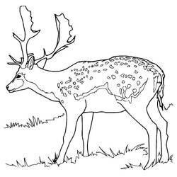 Dibujo Ciervo (Animales) #191071 para imprimir y colorear