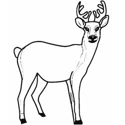 Dibujo para colorear: Ciervo (Animales) #2562 - Dibujos para Colorear e Imprimir Gratis
