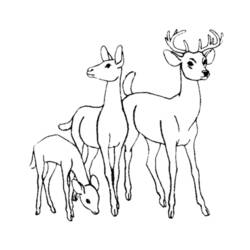 Dibujo para colorear: Ciervo (Animales) #2563 - Dibujos para Colorear e Imprimir Gratis