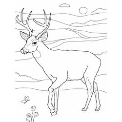 Dibujo para colorear: Ciervo (Animales) #2568 - Dibujos para Colorear e Imprimir Gratis