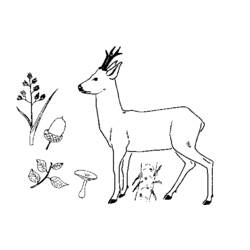 Dibujo para colorear: Ciervo (Animales) #2569 - Dibujos para Colorear e Imprimir Gratis
