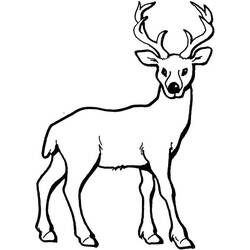 Dibujo para colorear: Ciervo (Animales) #2570 - Dibujos para Colorear e Imprimir Gratis