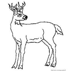 Dibujo para colorear: Ciervo (Animales) #2573 - Dibujos para Colorear e Imprimir Gratis