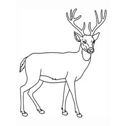 Dibujo para colorear: Ciervo (Animales) #2575 - Dibujos para Colorear e Imprimir Gratis