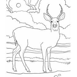 Dibujo para colorear: Ciervo (Animales) #2576 - Dibujos para Colorear e Imprimir Gratis