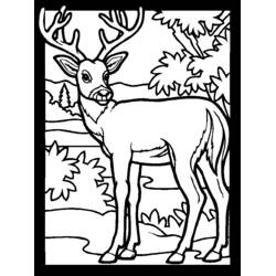Dibujo para colorear: Ciervo (Animales) #2577 - Dibujos para Colorear e Imprimir Gratis