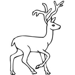 Dibujo para colorear: Ciervo (Animales) #2578 - Dibujos para Colorear e Imprimir Gratis