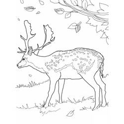 Dibujo para colorear: Ciervo (Animales) #2579 - Dibujos para Colorear e Imprimir Gratis