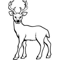 Dibujo para colorear: Ciervo (Animales) #2581 - Dibujos para Colorear e Imprimir Gratis
