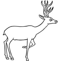 Dibujo para colorear: Ciervo (Animales) #2589 - Dibujos para Colorear e Imprimir Gratis