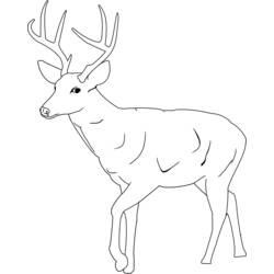 Dibujo para colorear: Ciervo (Animales) #2591 - Dibujos para Colorear e Imprimir Gratis