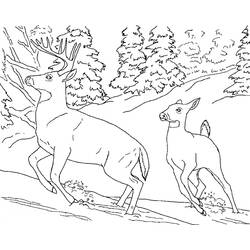Dibujo para colorear: Ciervo (Animales) #2593 - Dibujos para Colorear e Imprimir Gratis