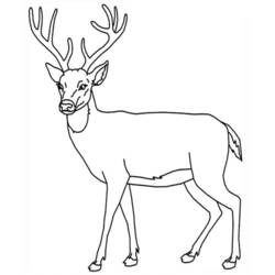 Dibujo para colorear: Ciervo (Animales) #2594 - Dibujos para Colorear e Imprimir Gratis