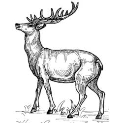 Dibujo para colorear: Ciervo (Animales) #2599 - Dibujos para Colorear e Imprimir Gratis