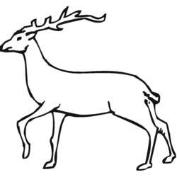 Dibujo para colorear: Ciervo (Animales) #2602 - Dibujos para Colorear e Imprimir Gratis