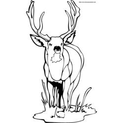 Dibujo para colorear: Ciervo (Animales) #2610 - Dibujos para Colorear e Imprimir Gratis