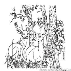 Dibujo para colorear: Ciervo (Animales) #2612 - Dibujos para Colorear e Imprimir Gratis
