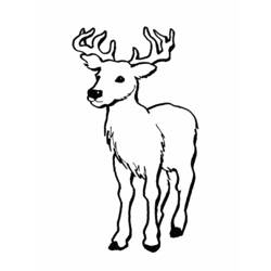 Dibujo para colorear: Ciervo (Animales) #2613 - Dibujos para Colorear e Imprimir Gratis