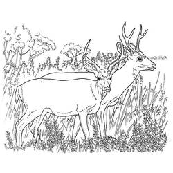 Dibujo para colorear: Ciervo (Animales) #2623 - Dibujos para Colorear e Imprimir Gratis