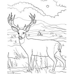 Dibujo para colorear: Ciervo (Animales) #2629 - Dibujos para Colorear e Imprimir Gratis