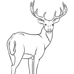 Dibujo para colorear: Ciervo (Animales) #2631 - Dibujos para Colorear e Imprimir Gratis