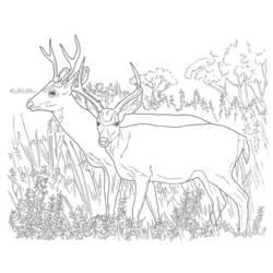 Dibujo para colorear: Ciervo (Animales) #2632 - Dibujos para Colorear e Imprimir Gratis
