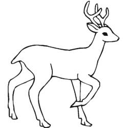 Dibujo para colorear: Ciervo (Animales) #2645 - Dibujos para Colorear e Imprimir Gratis