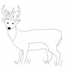 Dibujo para colorear: Ciervo (Animales) #2646 - Dibujos para Colorear e Imprimir Gratis