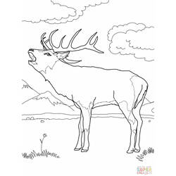 Dibujo para colorear: Ciervo (Animales) #2653 - Dibujos para Colorear e Imprimir Gratis