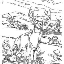 Dibujo para colorear: Ciervo (Animales) #2655 - Dibujos para Colorear e Imprimir Gratis