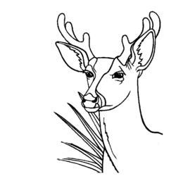 Dibujo para colorear: Ciervo (Animales) #2660 - Dibujos para Colorear e Imprimir Gratis