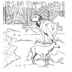 Dibujo para colorear: Ciervo (Animales) #2661 - Dibujos para Colorear e Imprimir Gratis