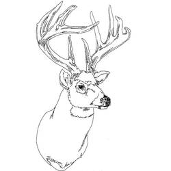 Dibujo para colorear: Ciervo (Animales) #2662 - Dibujos para Colorear e Imprimir Gratis
