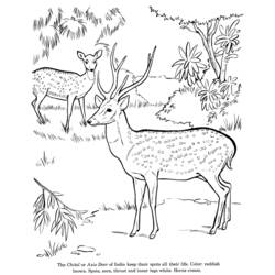 Dibujo para colorear: Ciervo (Animales) #2663 - Dibujos para Colorear e Imprimir Gratis