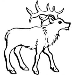 Dibujo para colorear: Ciervo (Animales) #2681 - Dibujos para Colorear e Imprimir Gratis