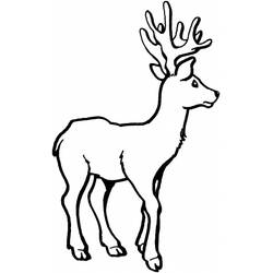 Dibujo para colorear: Ciervo (Animales) #2707 - Dibujos para Colorear e Imprimir Gratis