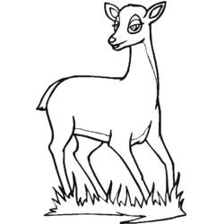 Dibujo para colorear: Ciervo (Animales) #2713 - Dibujos para Colorear e Imprimir Gratis