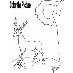 Dibujo para colorear: Ciervo (Animales) #2725 - Dibujos para Colorear e Imprimir Gratis