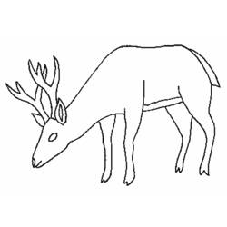 Dibujo para colorear: Ciervo (Animales) #2732 - Dibujos para Colorear e Imprimir Gratis