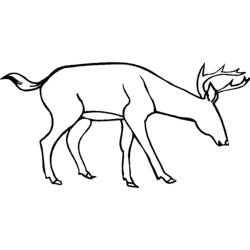 Dibujo para colorear: Ciervo (Animales) #2739 - Dibujos para Colorear e Imprimir Gratis