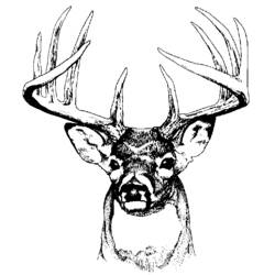 Dibujo para colorear: Ciervo (Animales) #2746 - Dibujos para Colorear e Imprimir Gratis