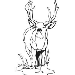 Dibujo para colorear: Ciervo (Animales) #2750 - Dibujos para Colorear e Imprimir Gratis
