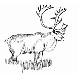 Dibujo para colorear: Ciervo (Animales) #2756 - Dibujos para Colorear e Imprimir Gratis